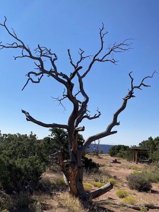 Island in the Sky (Willow Flat) Campground 6