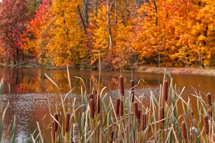 The Amherst Outdoor-Life Association 2