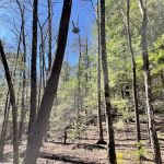 Backcountry Campsite #14