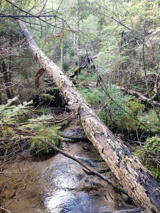 Au Sable River Camping Site 93D 6