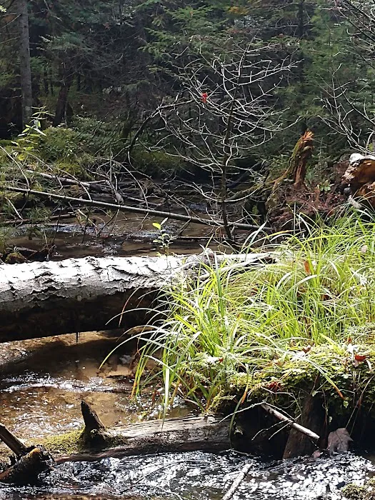 Au Sable River Camping Site 93D 7