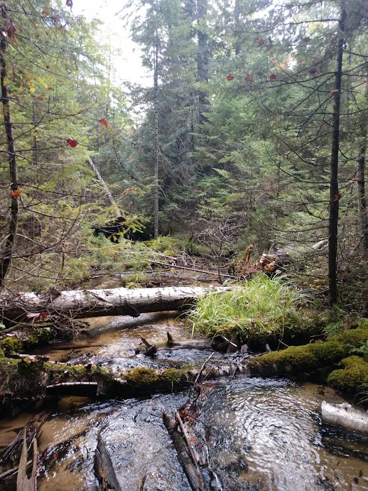 Au Sable River Camping Site 93D 9