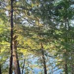 Ausable River Camping Site 77d