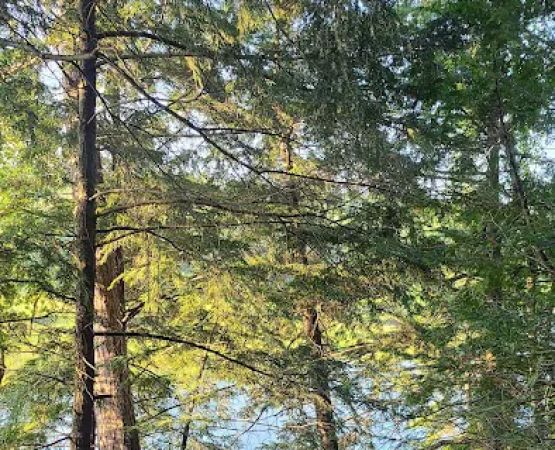 Ausable River Camping Site 77d