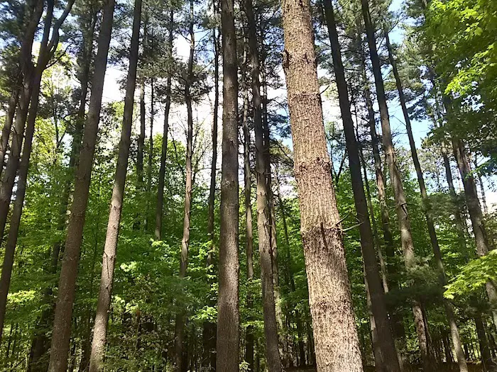 Big Sandy Campground 5