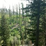 Logging Creek Campground
