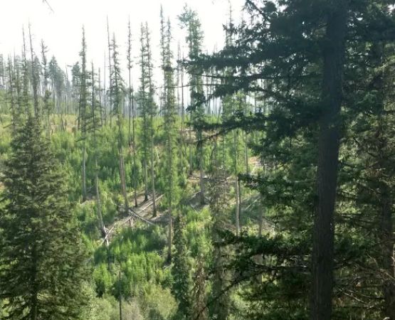 Logging Creek Campground