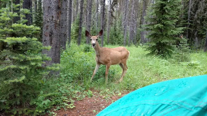 Tuchuck Campground 5