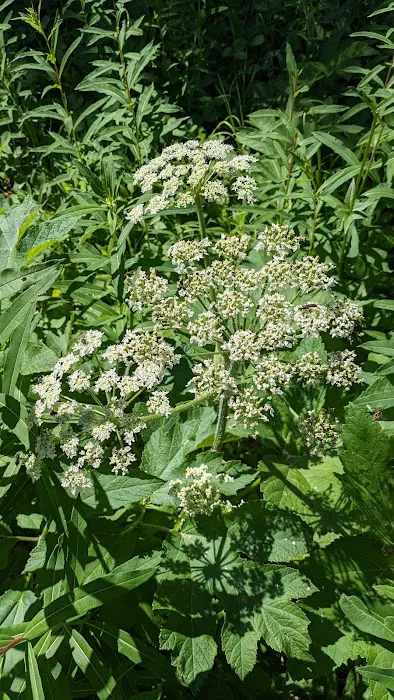 Red Meadow Lake Campground 7