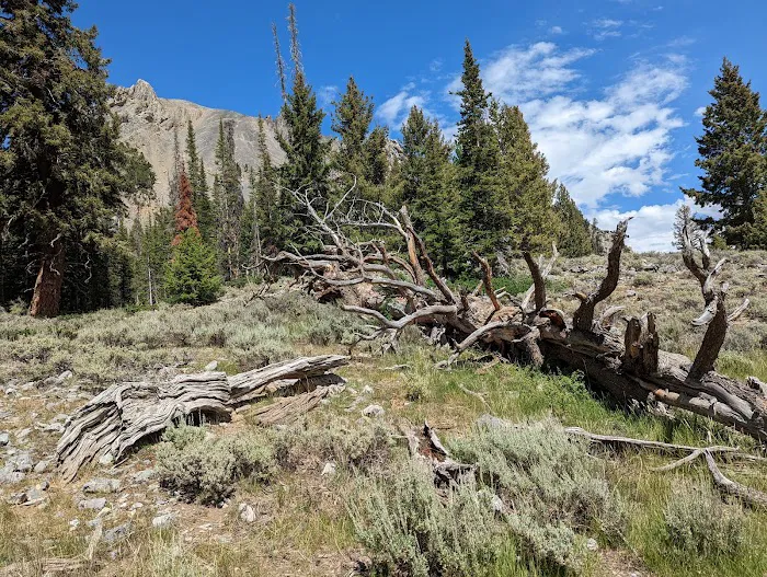 Bear Creek Campground 4