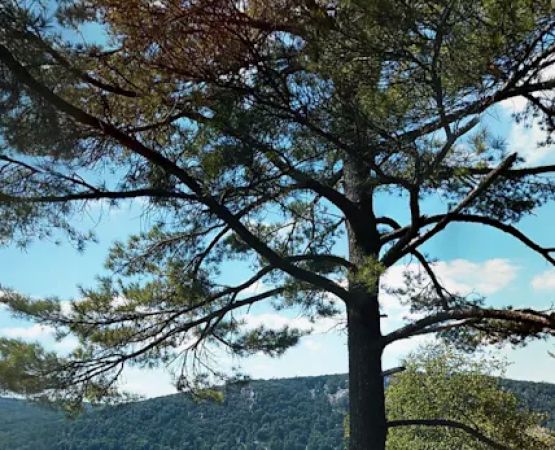 Big Mallard Creek Campground
