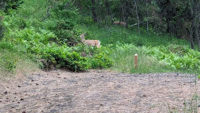 Harrison Bluffs Campground 3