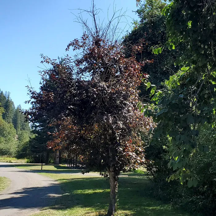 Shadowy Saint Joe Campground 0