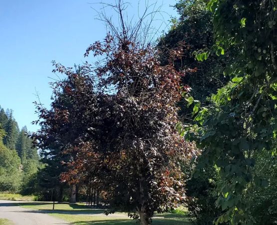Shadowy Saint Joe Campground