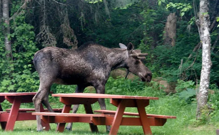 Lost Moose Campground 1