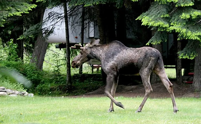 Lost Moose Campground 4