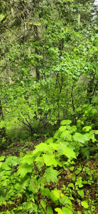 Isabella Creek Loop 2