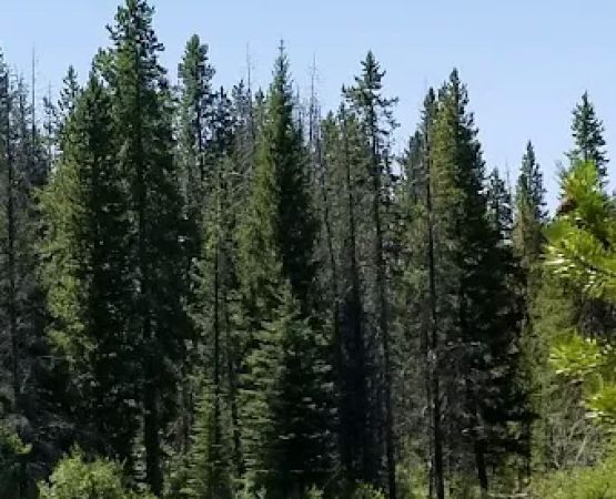 Fourth of July Campground and Picnic Area