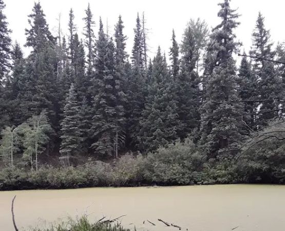 Beaver Lake Day Use Area/ Fishing Site