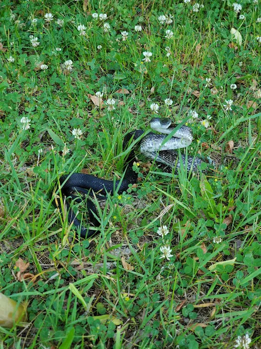 Montour Trail - Kurnick Campground 6