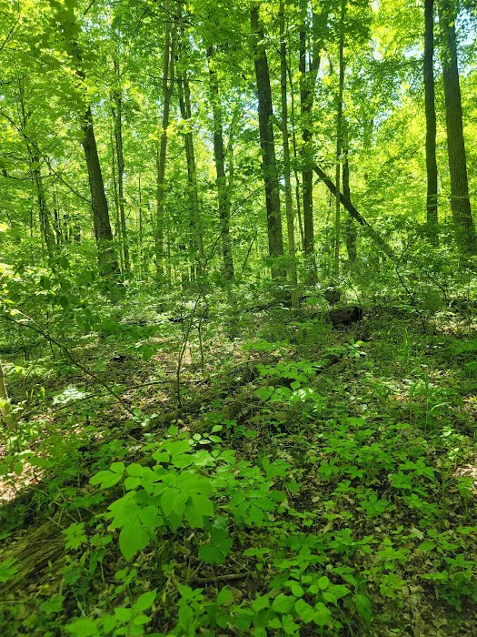 Mississinewa Lake Campground 5