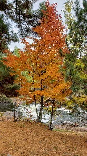 Cedar Falls Campground 7