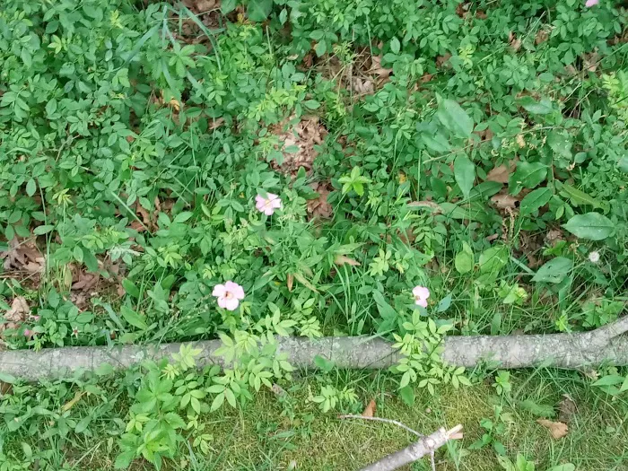 East Fork Indoor Group Campground 9