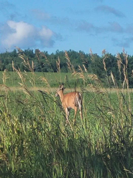 Harstad County Park 5