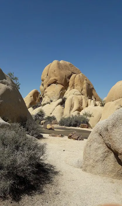 Jumbo Rocks Campground 4