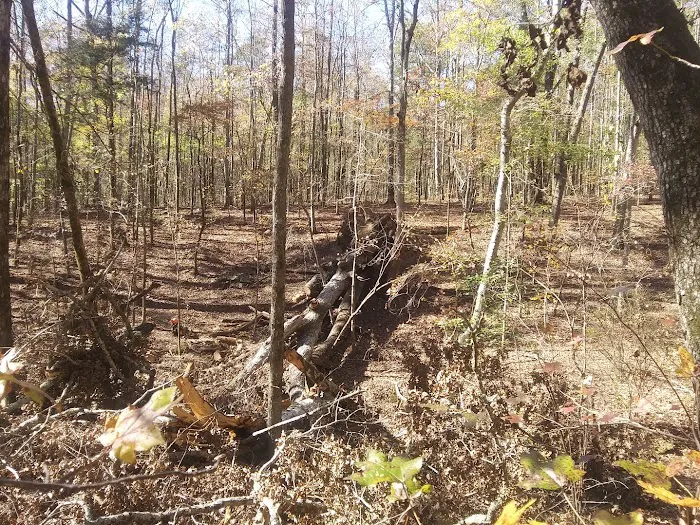 Big Oak Springs Campsite 1