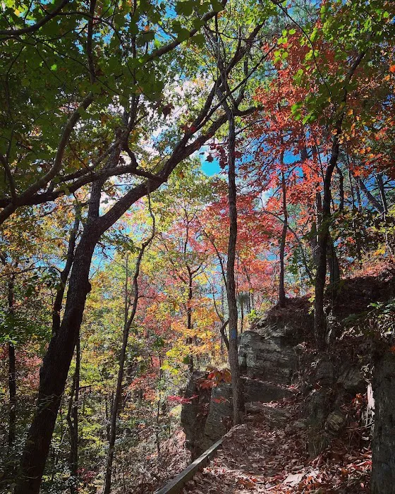 Jenkins Springs Campsite 1