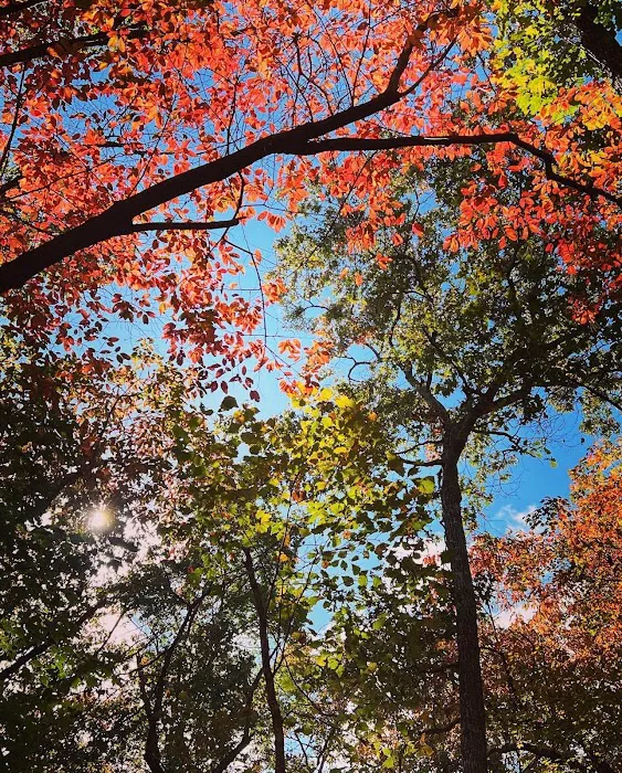 Jenkins Springs Campsite 3