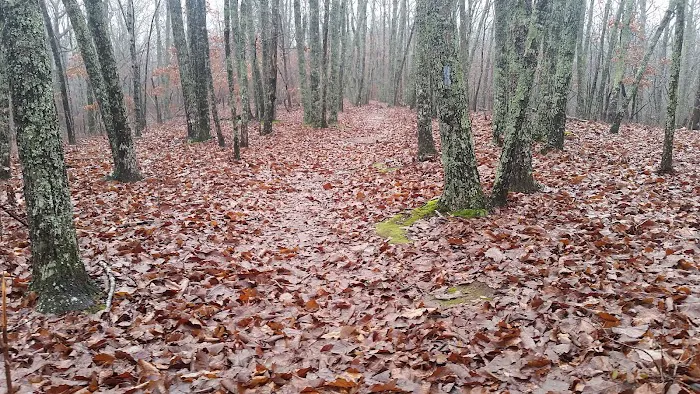 Turtle Hollow Campsite 2