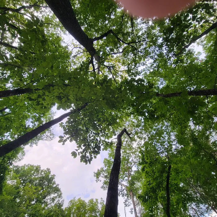Turtle Hollow Campsite 6