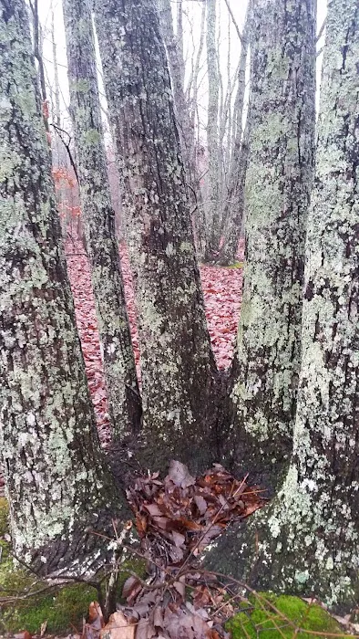 Turtle Hollow Campsite 5
