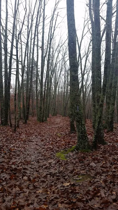 Turtle Hollow Campsite 7