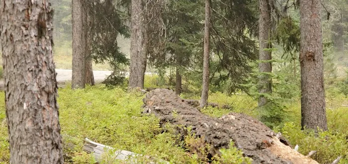 Dixie Campground 4
