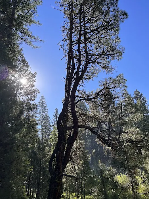 South Fork Campground 1