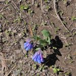 Cottonwood Campground