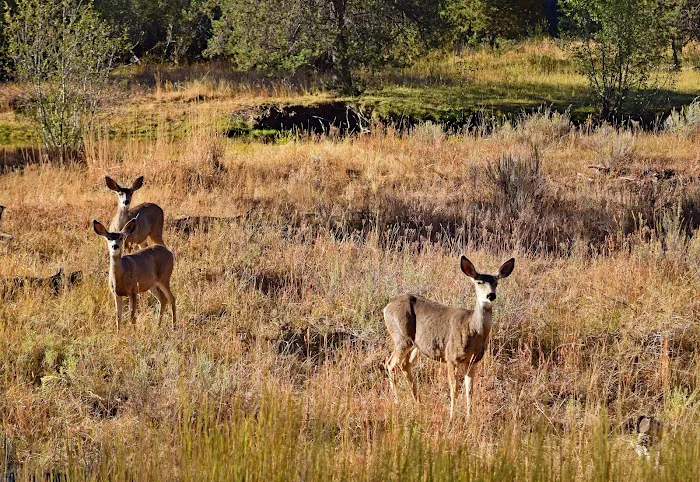 Wolf Creek Industrial Campground 0