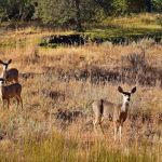 Wolf Creek Industrial Campground