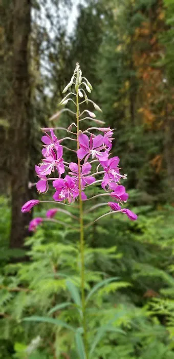 Hidden Creek Campground 5