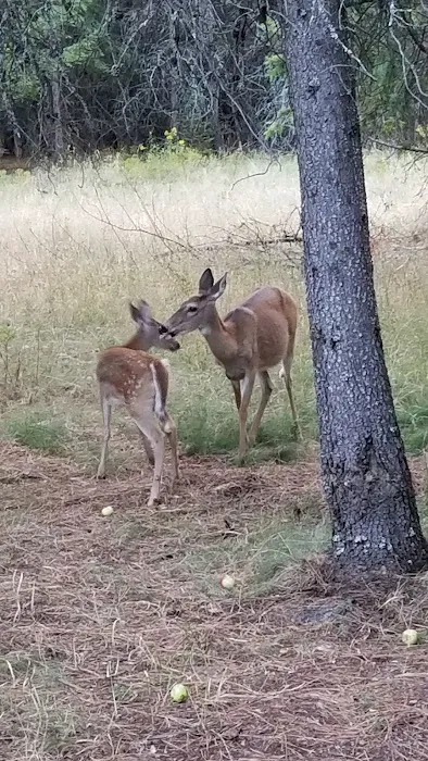 Waldron Campground 8