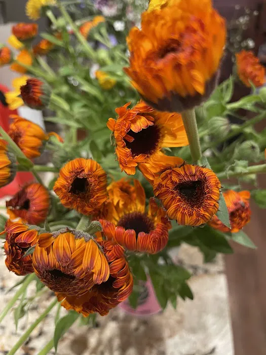 Nature Sings Farm and Gardens LLC 7