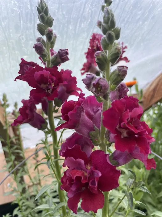 Nature Sings Farm and Gardens LLC 8