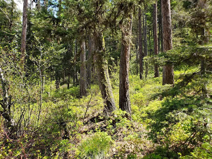 Big Nelson Campground 2