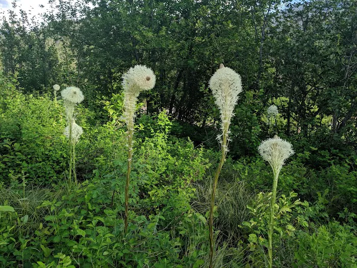 Jerry Johnson Campground 4