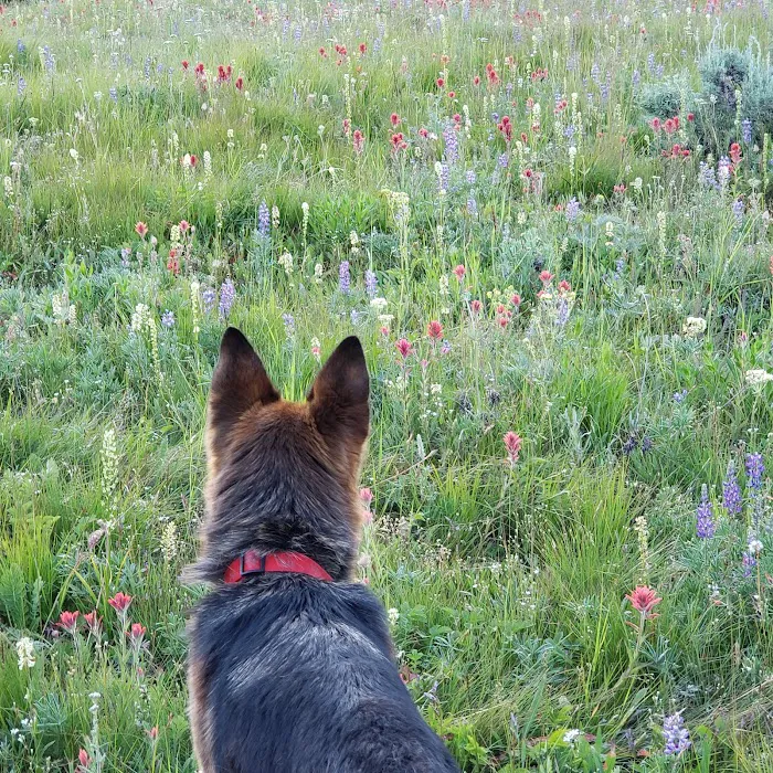 Salmon Meadows Campground 4