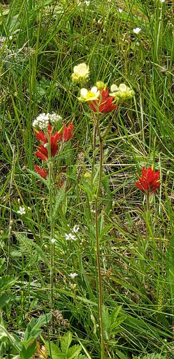 Salmon Meadows Campground 7