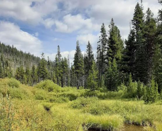 Long Swamp Campground